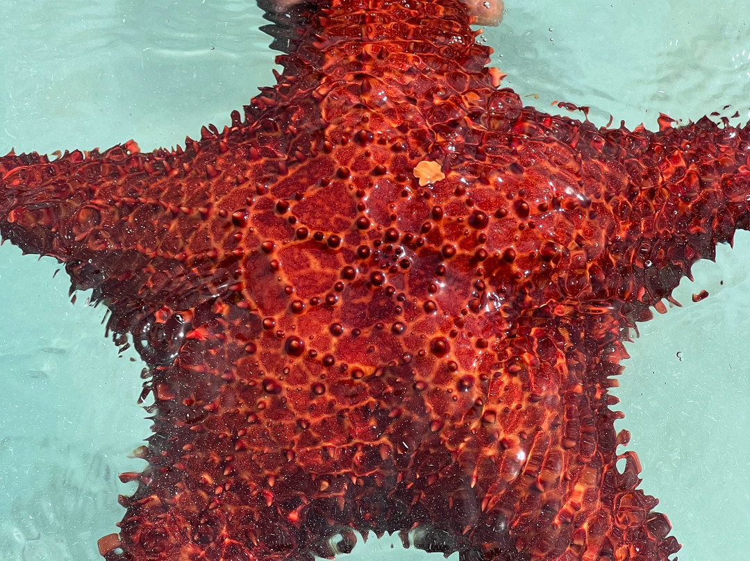 Bahamas Discovery Quest-长岛必去景点