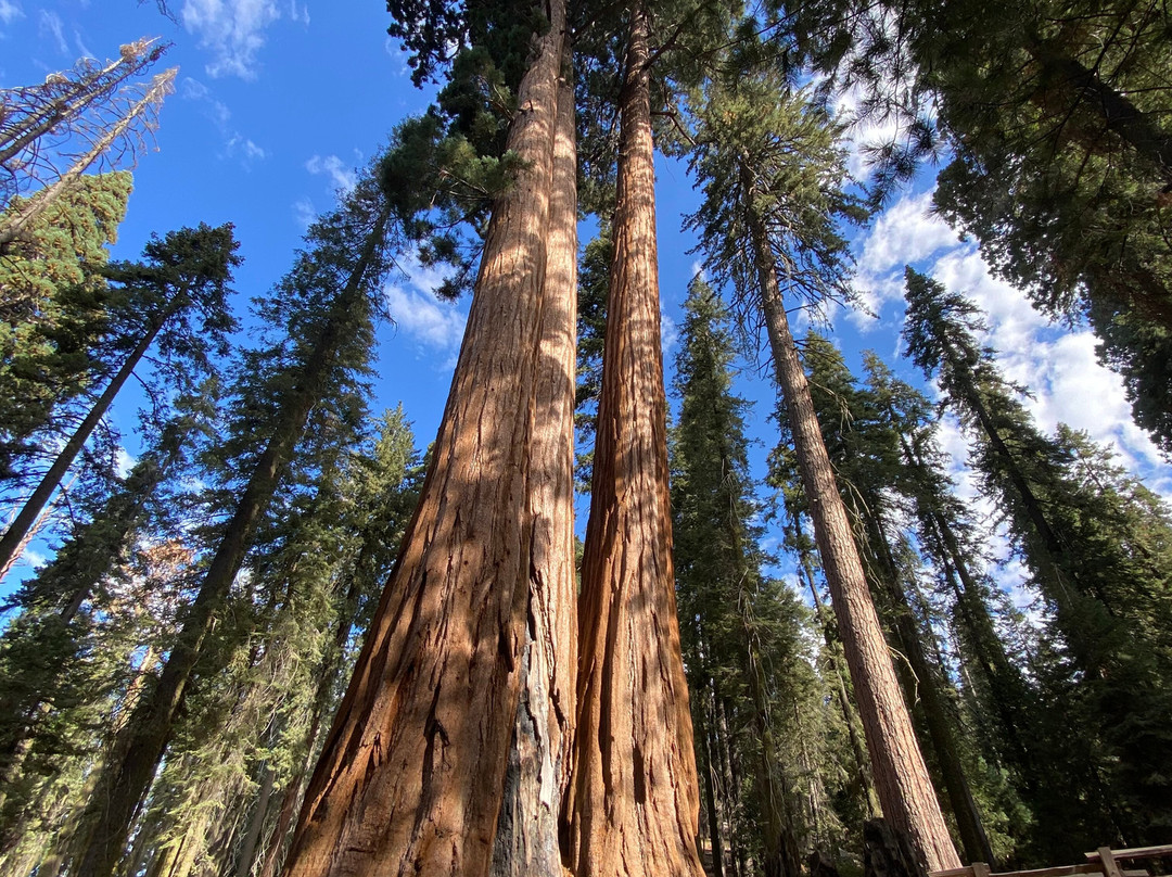 Keifer's Giant Sequoia Tours-Dunlap必去景点