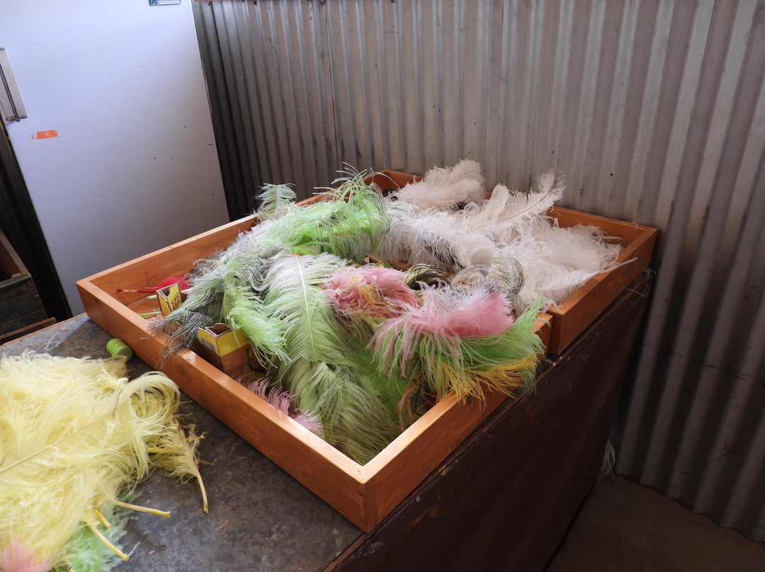 Highgate Ostrich Show Farm-奥兹洪必去景点