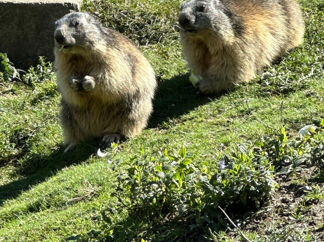 Parc Animalier d'Introd景点图片