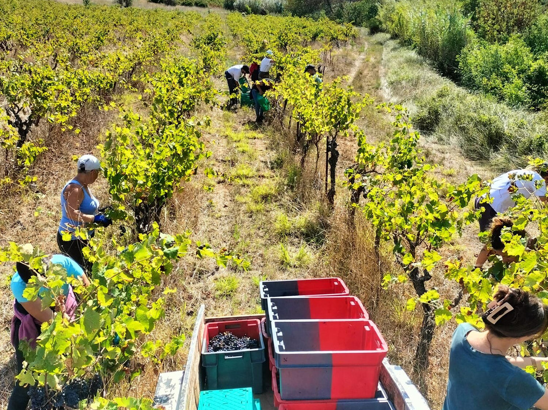 Domaine Les 3 Mazets-Villeveyrac必去景点