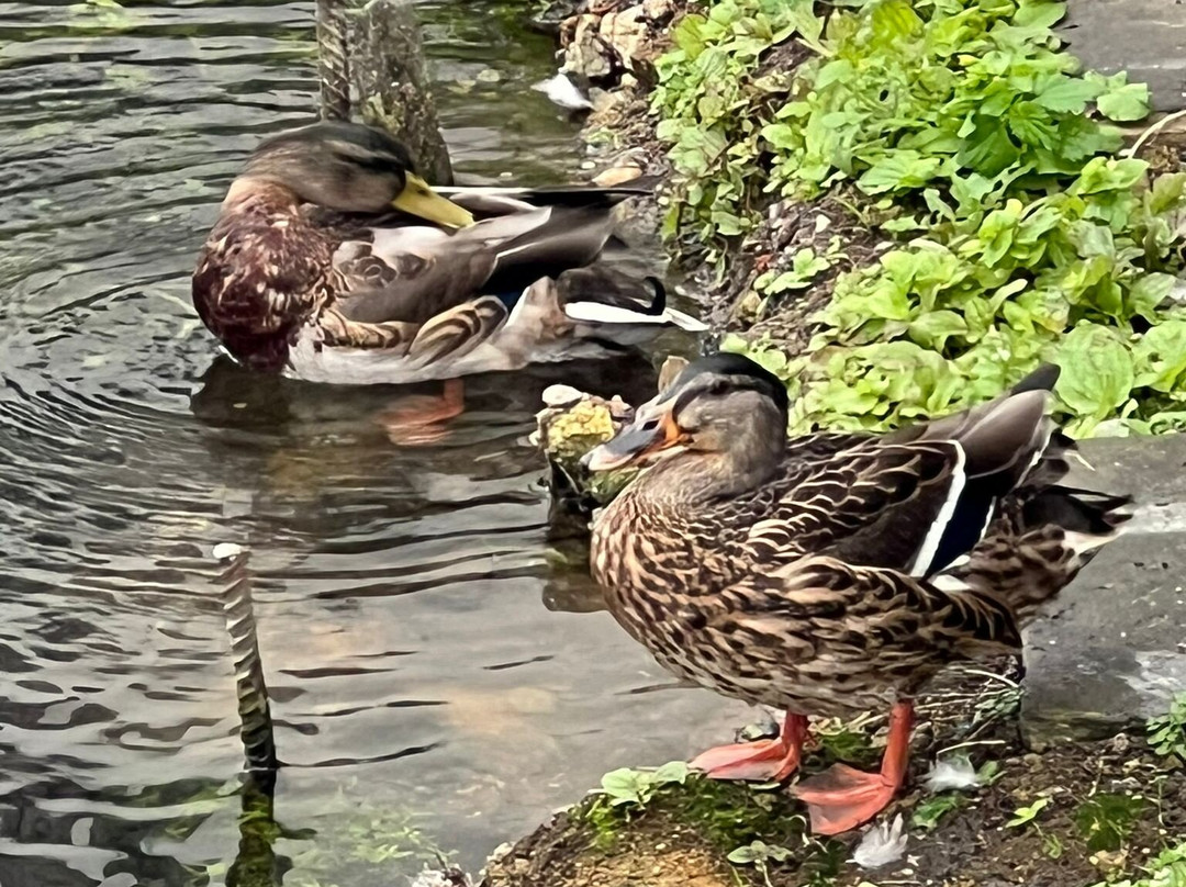Batchworth Lock Canal Centre景点图片