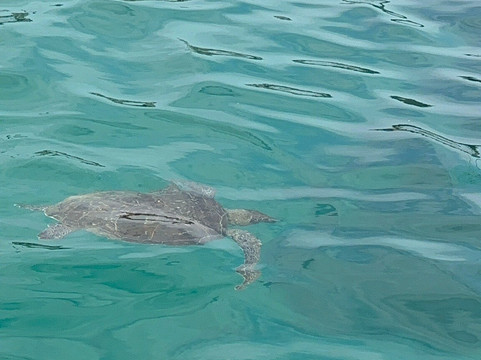 Akoya Noronha-费尔南多-迪诺罗尼亚群岛必去景点