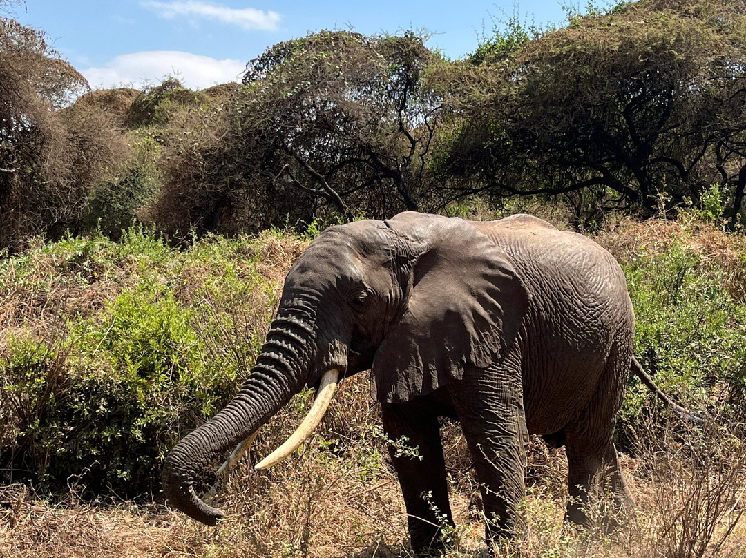 Ngatunga Tours-乞力马扎罗山国家公园必去景点