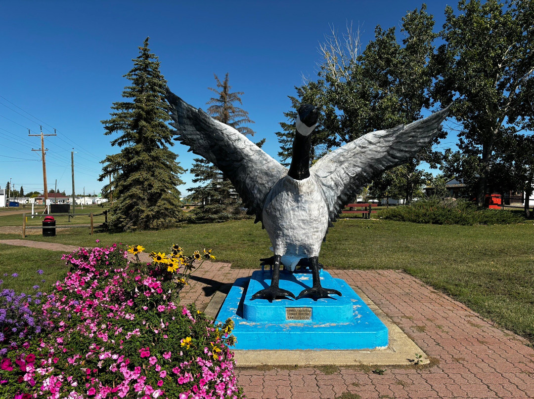 Largest Canadian Goose 1 Hanna景点图片
