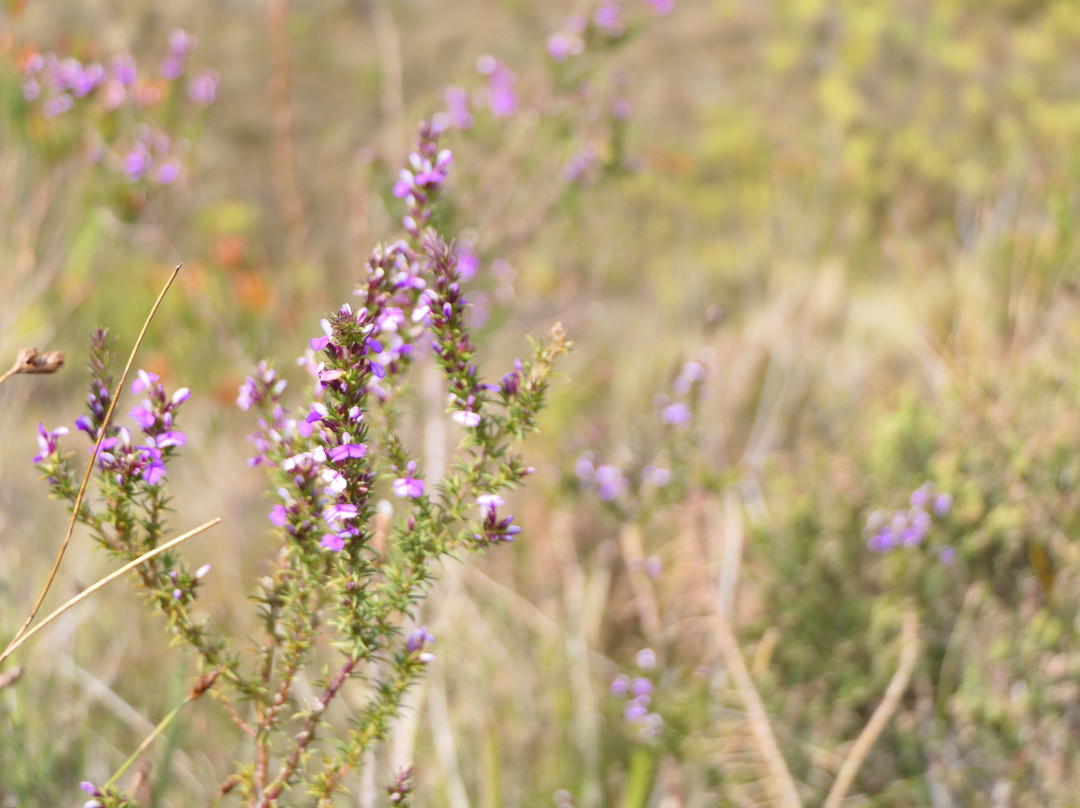 Mont Rochelle Nature Reserve-法兰舒克必去景点