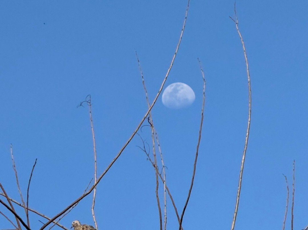 Bosque das Grevileas-Maringa必去景点