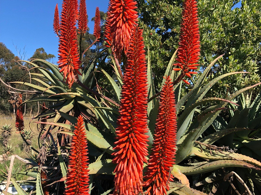 Alcare Aloe-阿尔贝蒂娜必去景点