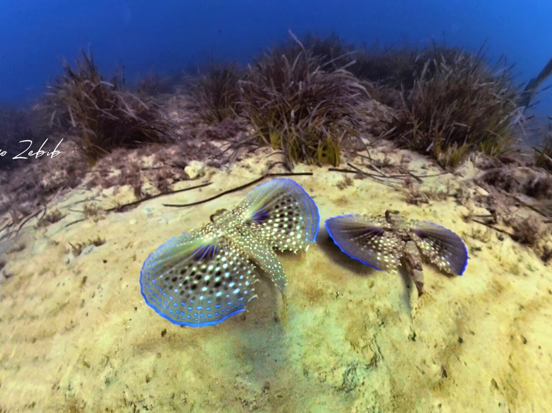 Mouja Diving Club-比塞大必去景点