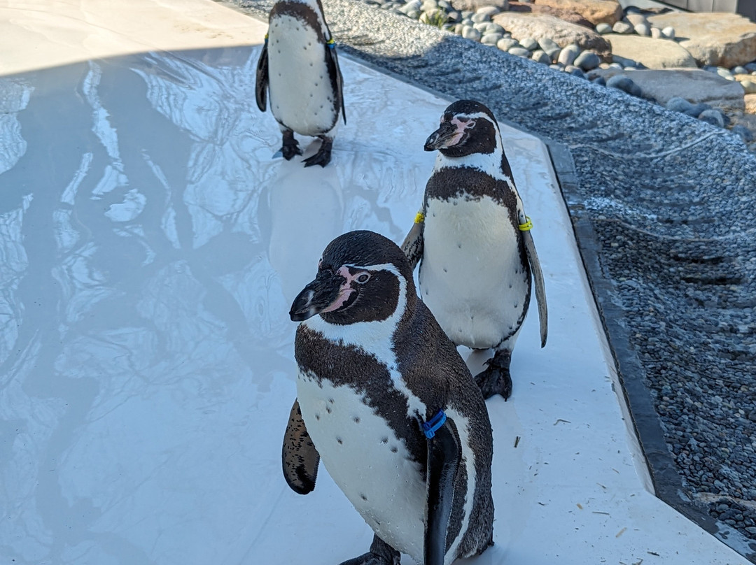 Komoro City Zoo-小诸市必去景点