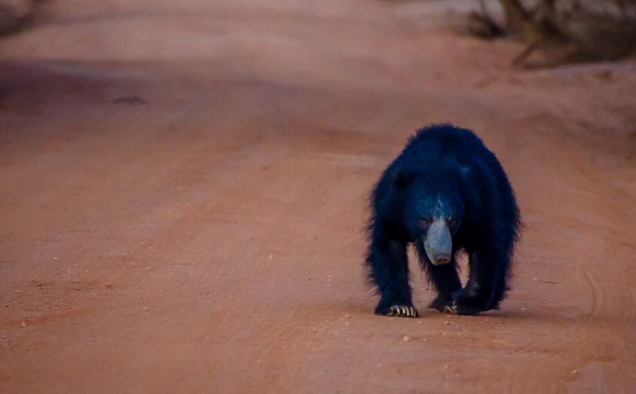 Srilanka Wild Safari Jeep tours-哈巴拉娜必去景点