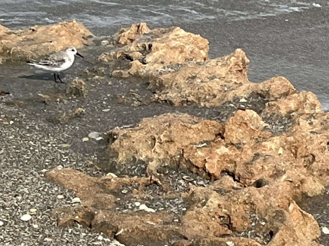 Blowing Rocks Nature Preserve-朱庇特必去景点