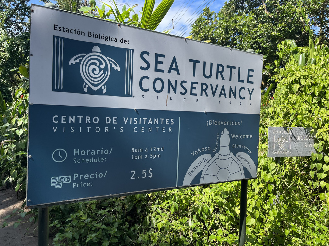 Sea Turtle Conservancy景点图片