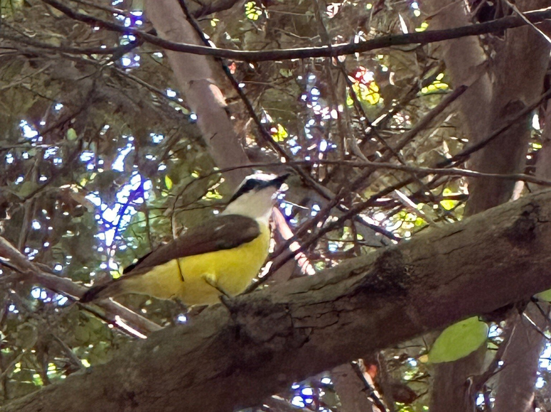 Parque Eco-Arqueológico de Bocana Copalita景点图片