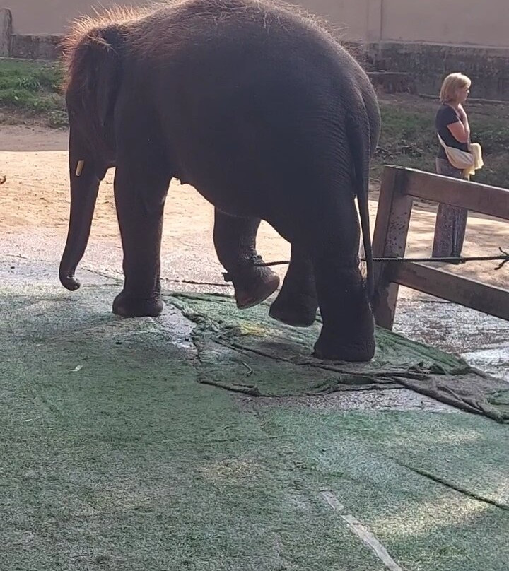 Maetaeng Elephant Park-夜登必去景点