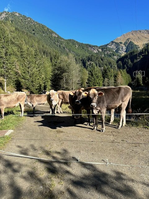 Chalet Alpenrose Bionatur Wellness主图