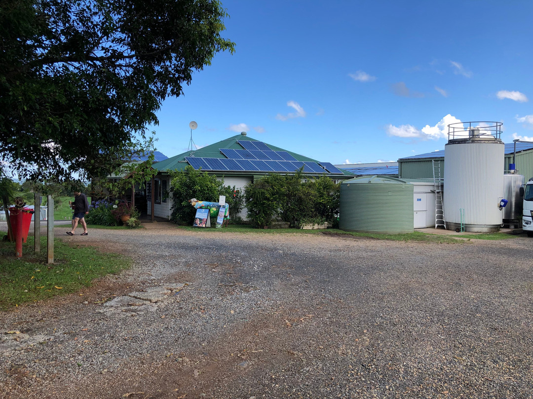 Mungalli Creek Dairy Farm-Millaa Millaa必去景点