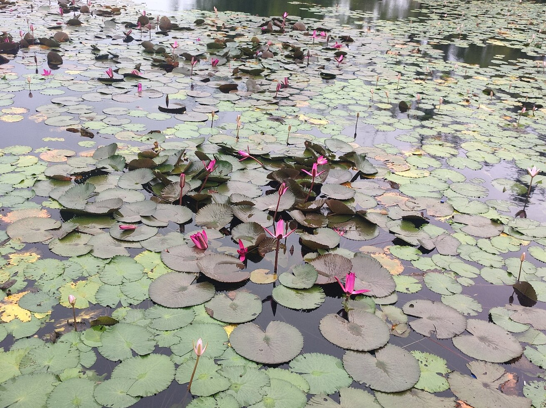 Lotus Lagoon-甘地达萨必去景点