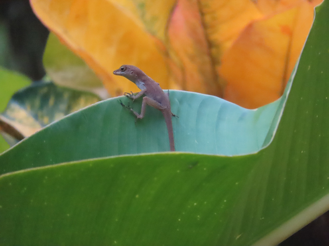 Hibiscus Valley Inn主图