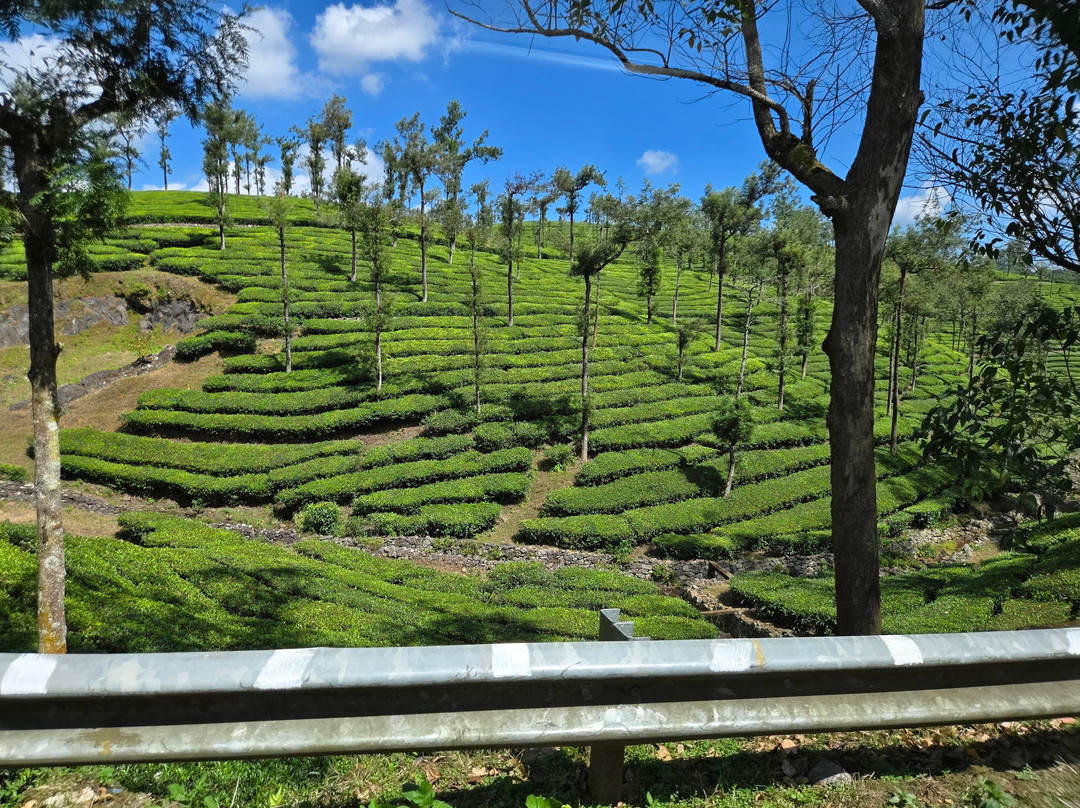 Alleppey Taxi景点图片