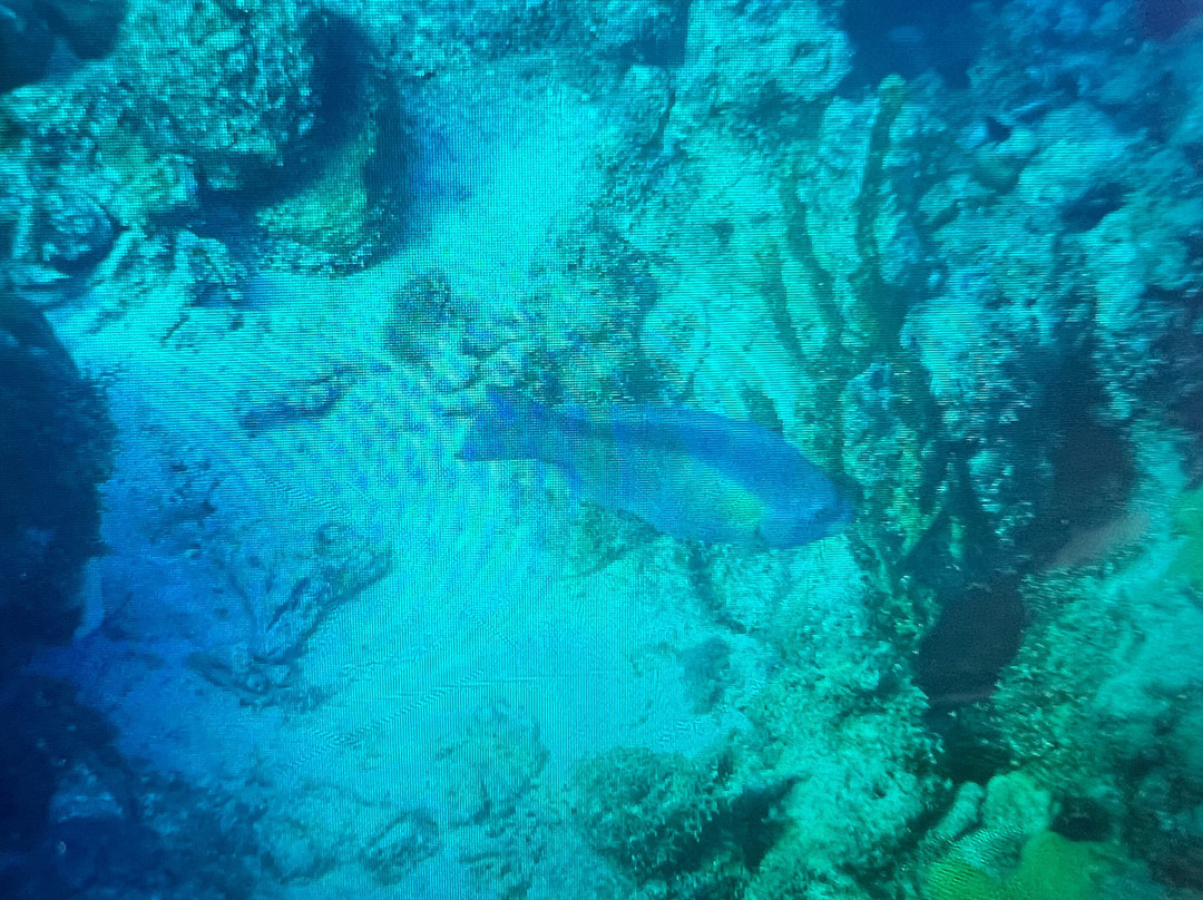 Wannadive Bonaire-Kralendijk必去景点