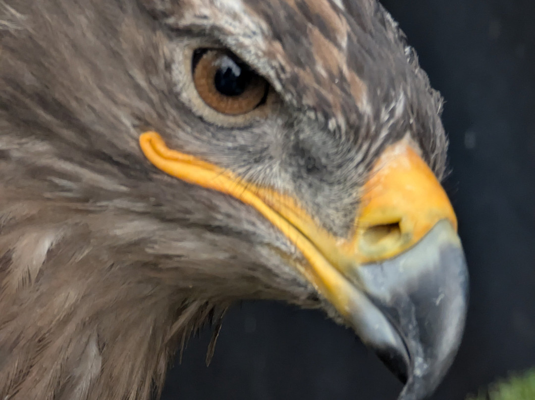 Leeds Castle Falconry Experiences-Leeds必去景点