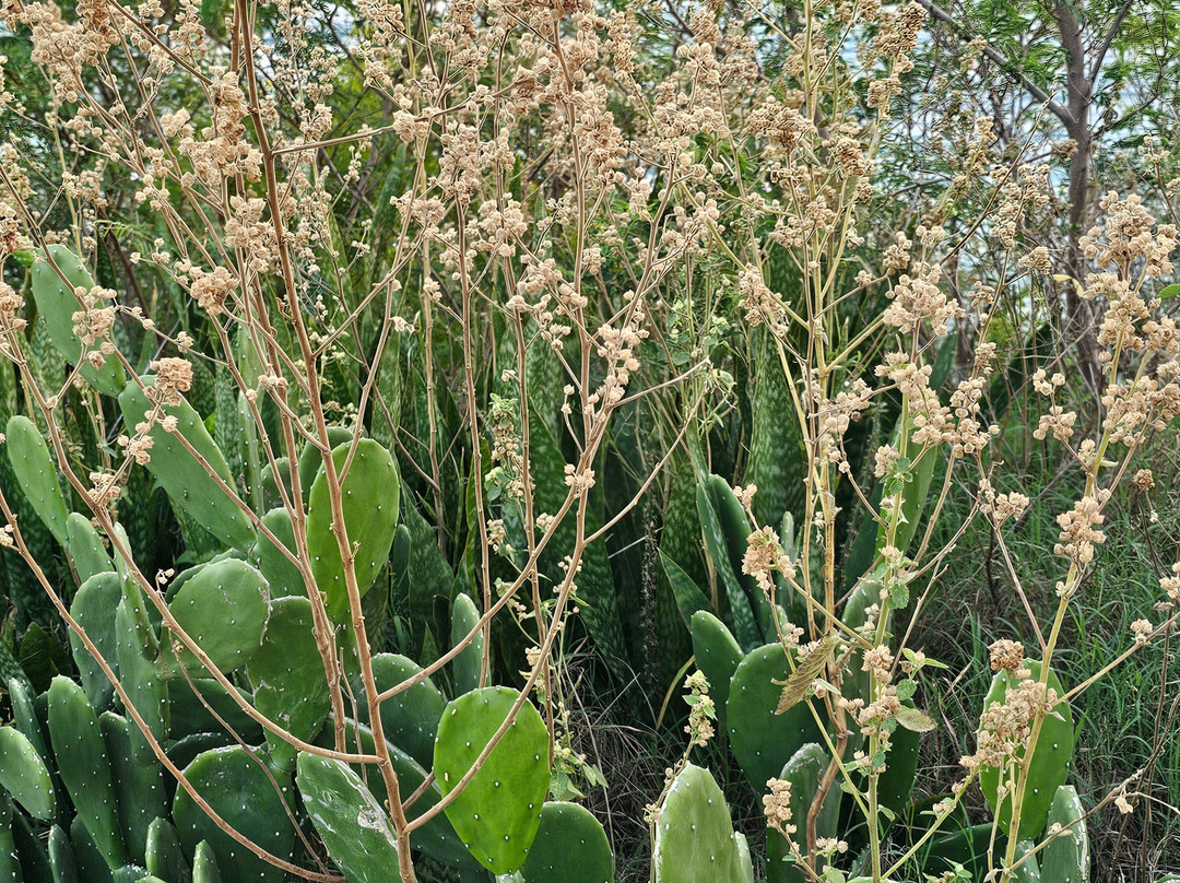 Scott's Head Pinnacles-Scotts Head必去景点