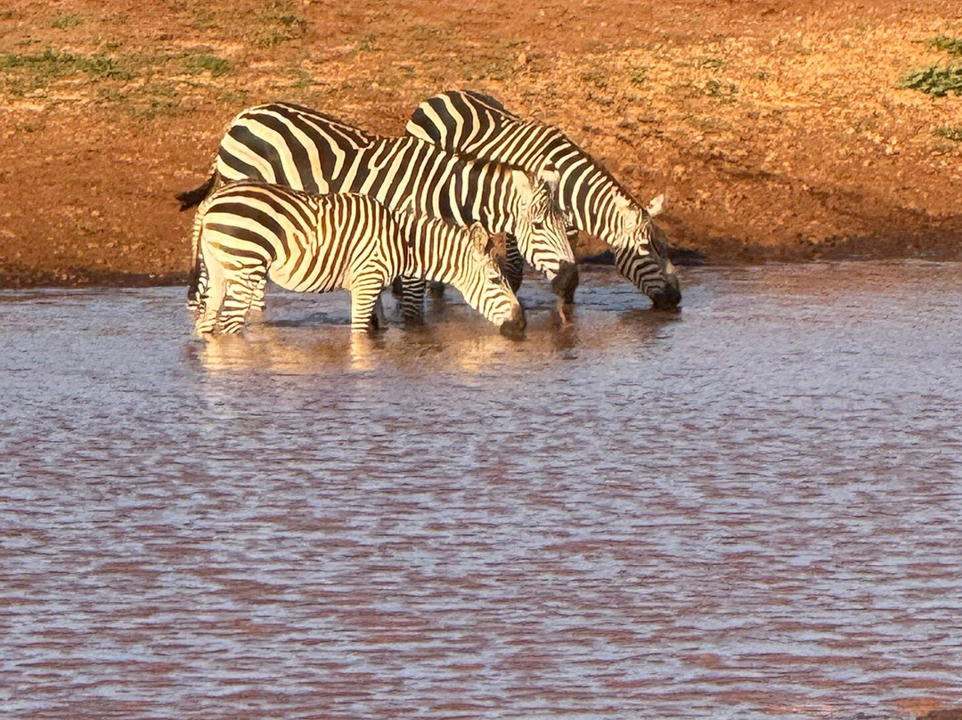 KingTomondo Safaris Kenya景点图片