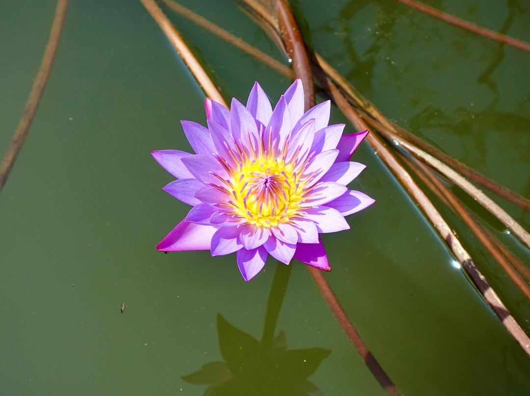 Habarana Lake景点图片