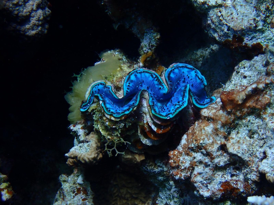 Octopus World Dahab-达哈卜必去景点