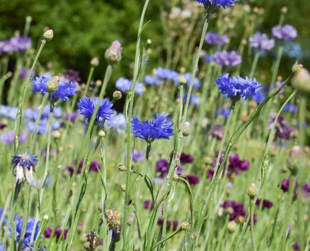 Les Jardins De Brocéliande-Breal-sous-Montfort必去景点