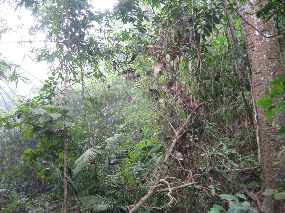 Lawachara National Park景点图片