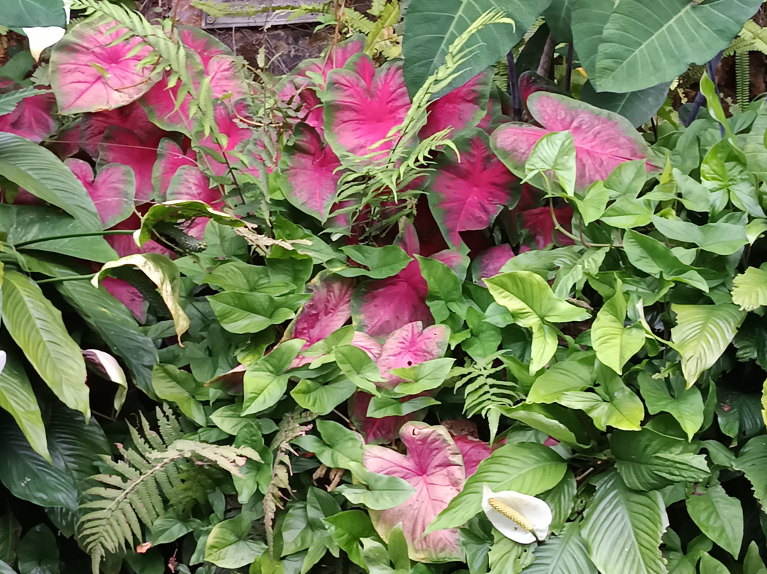 Gruta Nossa Senhora das Lourdes-Aguas da Prata必去景点