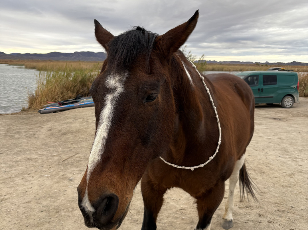 Mittry Lake Wildlife Area-尤马必去景点