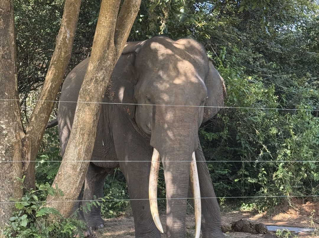 Colombo Airport Taxi-科伦坡必去景点