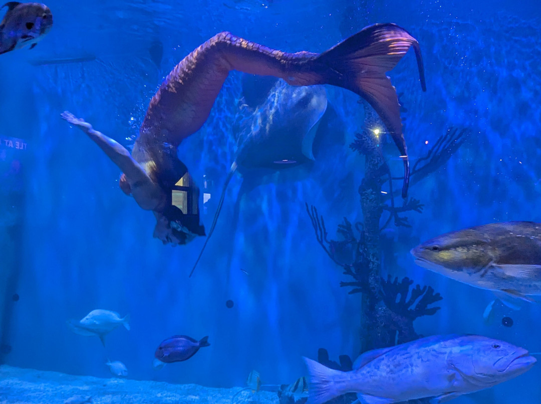 Mertailor's Mermaid Aquarium Encounter-Lecanto必去景点