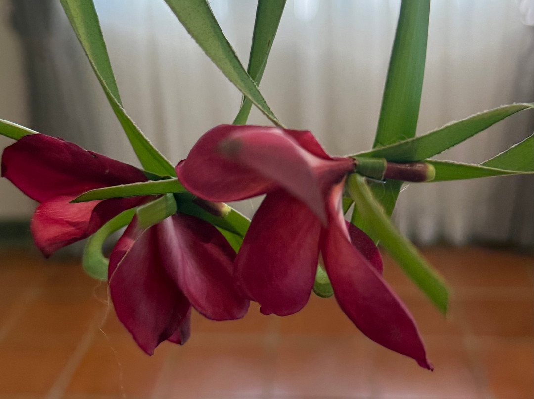 塔玛林德树酒店主图