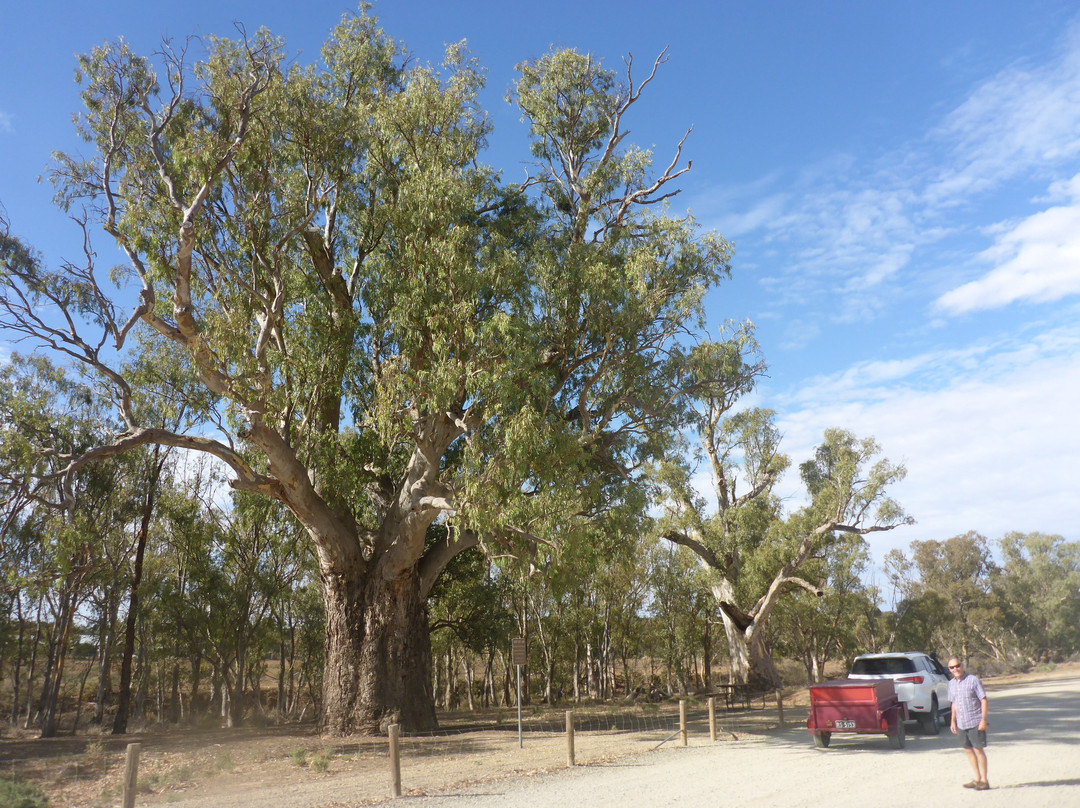 Giant Red Gum Tree景点图片