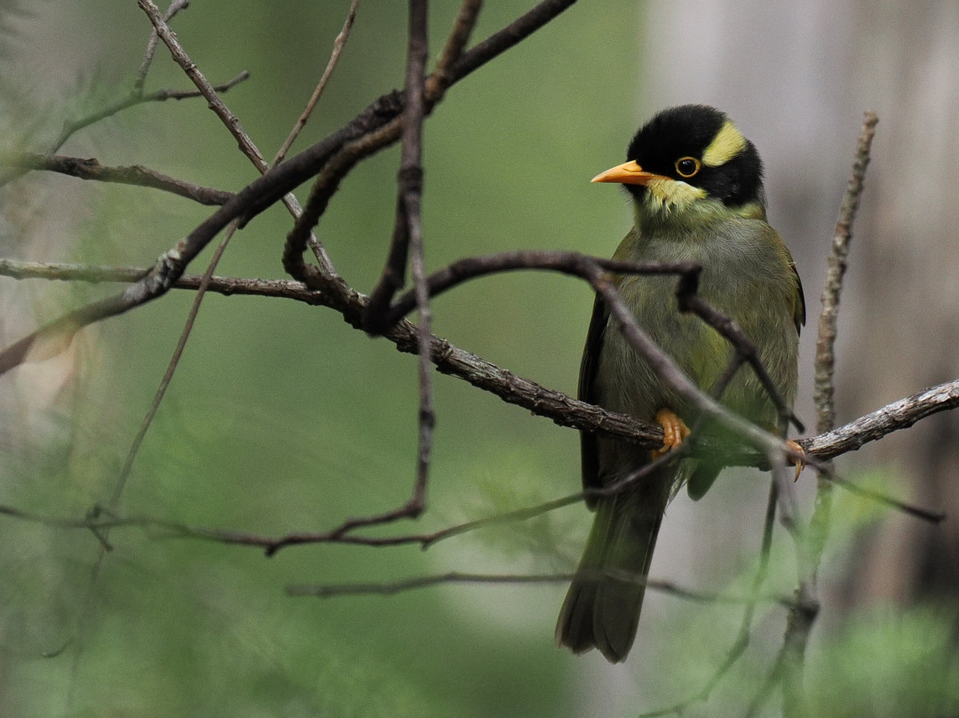 Inala Nature Tours-布鲁尼岛必去景点