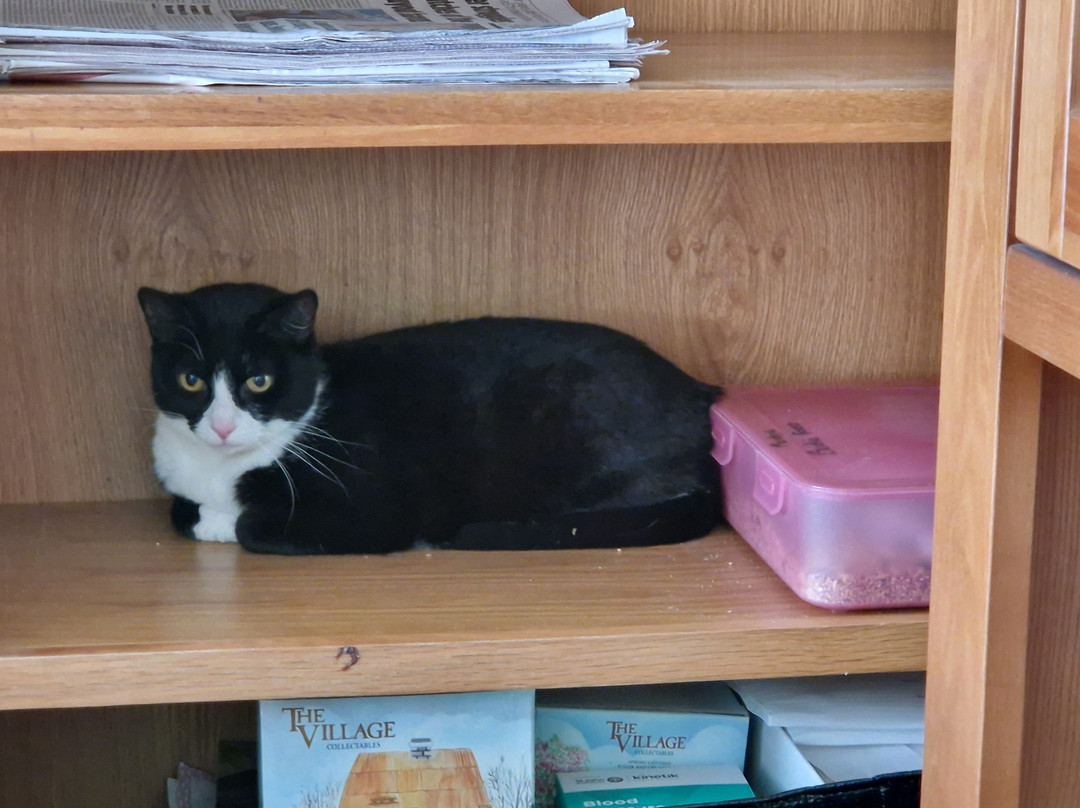Rhodes Minnis Cat Sanctuary景点图片