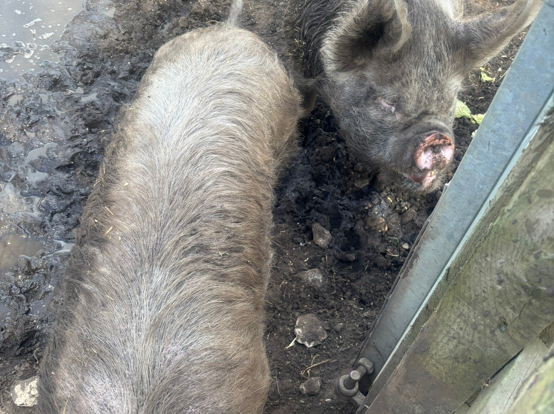 Tattershall Farm Park景点图片