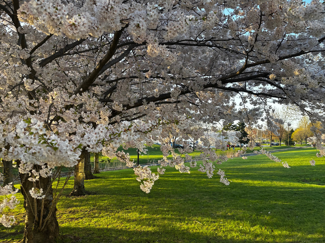 Centennial Park景点图片