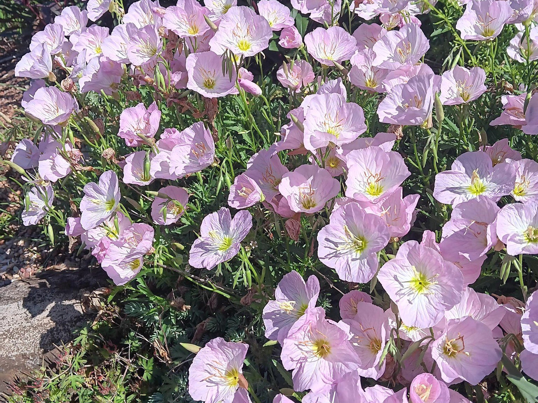The Botanic Garden-斯蒂尔沃特必去景点