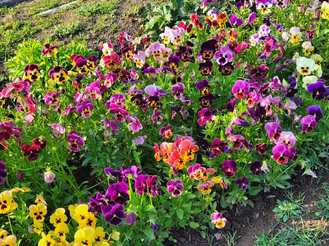 Mughal Gardens-斯利那加必去景点