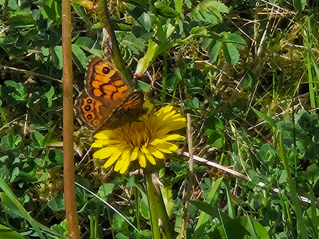 Bláthanna Fiáine Wildflower Walks-Inishmann必去景点
