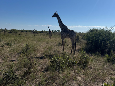 Passionate Tours and Travel-李文斯顿必去景点