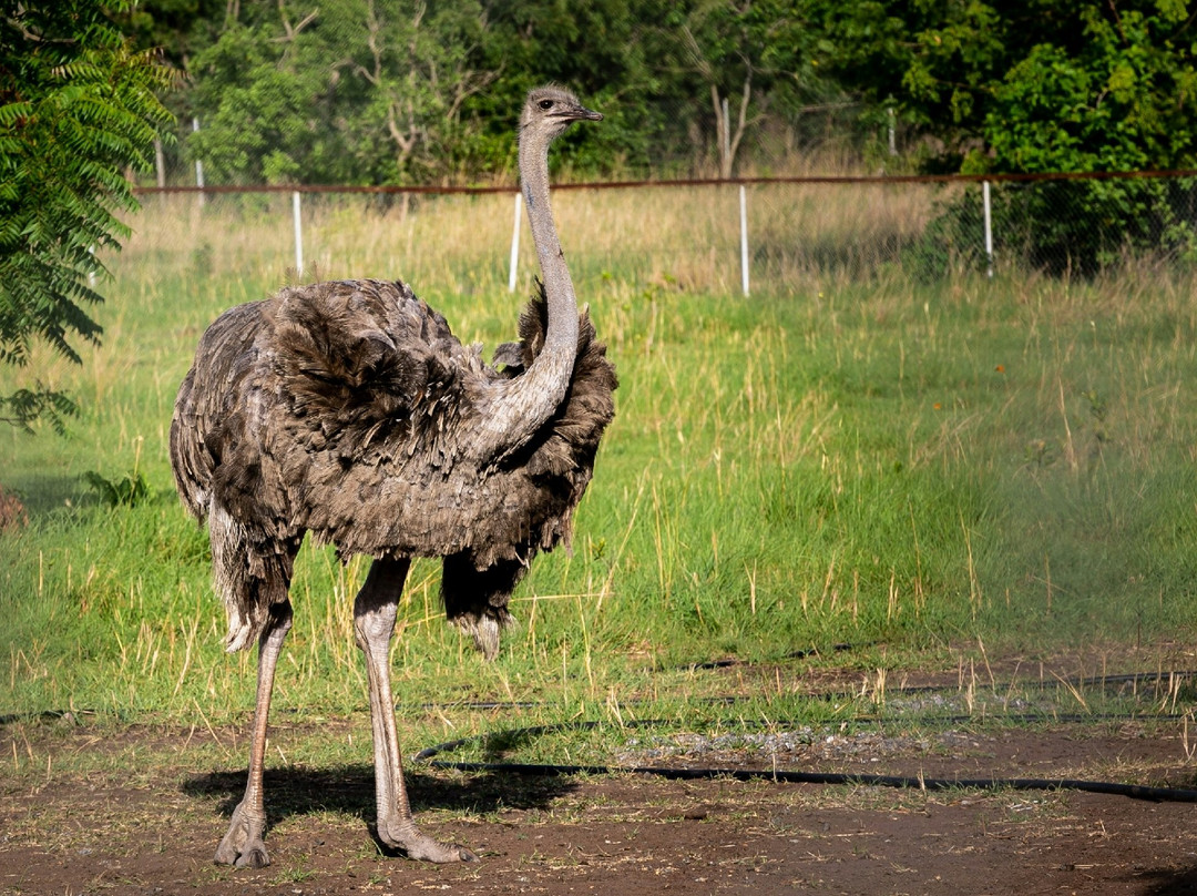 Cape Point Ostrich Farm-开普敦中心区必去景点