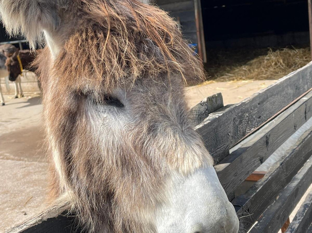 The Donkey Sanctuary-Mallow必去景点