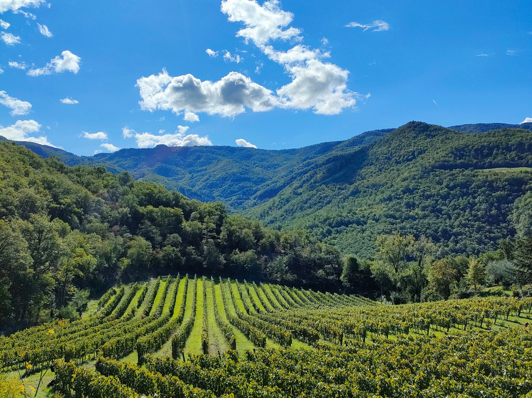Fattoria San Leolino景点图片