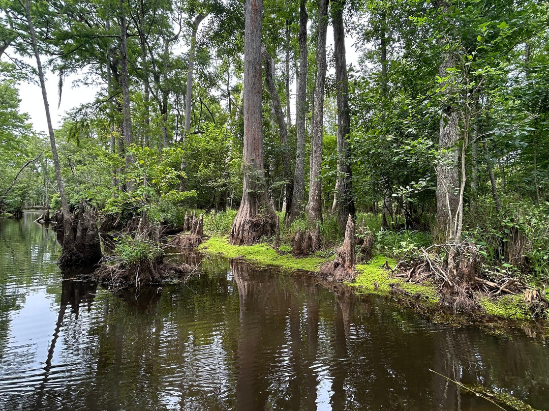 The Swamp Park景点图片